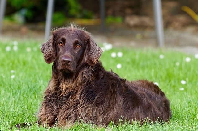 毛の長い茶色犬