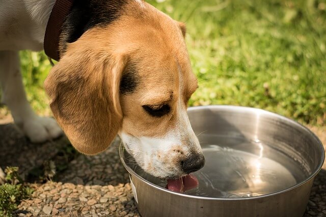 水分補給をする犬
