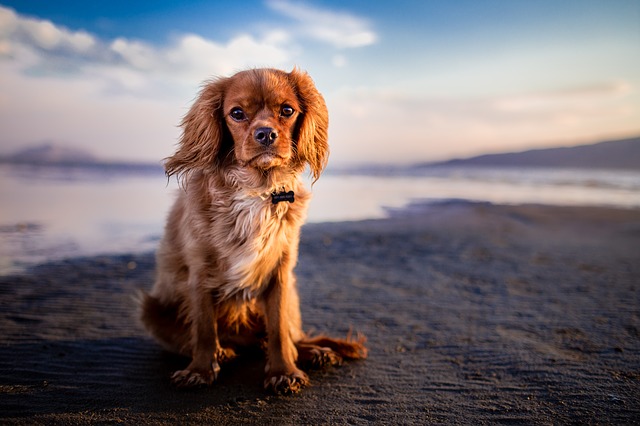 海辺にお座りする犬