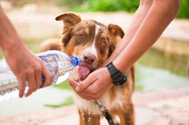 ペットボトルから水分補給する犬